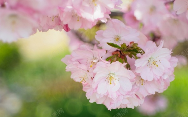 美丽的樱花绽放春天的花朵背景