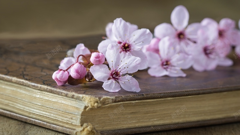粉红色的樱桃花书jpg高清背景_新图网 https://ixintu.com 粉红色 樱桃花 书 文艺