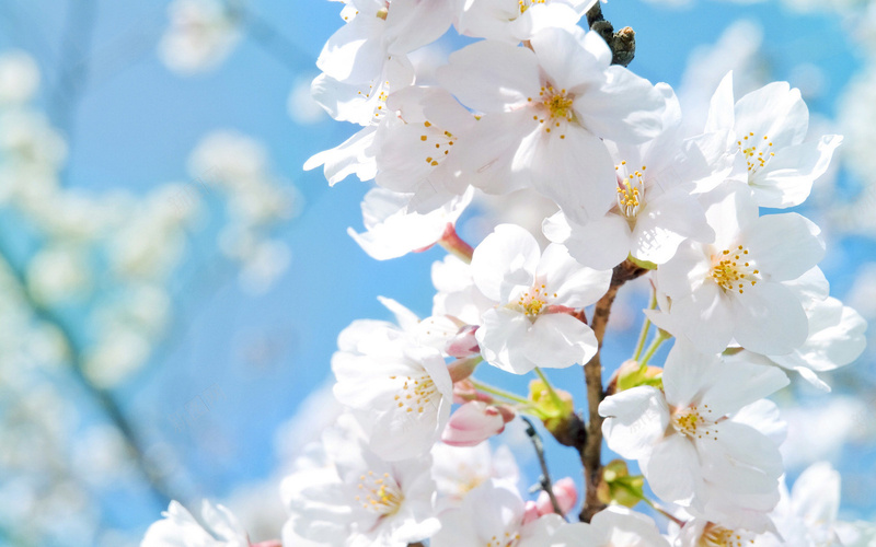 蓝天白色樱花jpg设计背景_新图网 https://ixintu.com 蓝天 白色 樱花 梨花