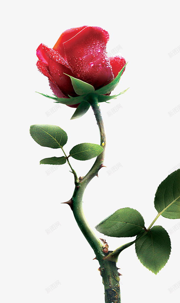 节日氛围情人节玫瑰花27png免抠素材_新图网 https://ixintu.com 实体图 情人节 月季花 玫瑰花 白色 粉色 节日