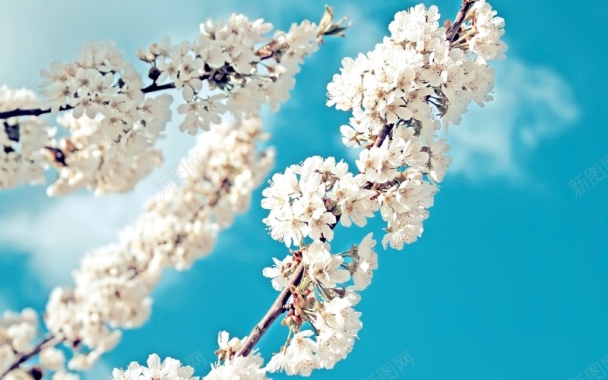 白樱花鲜花盛开背景