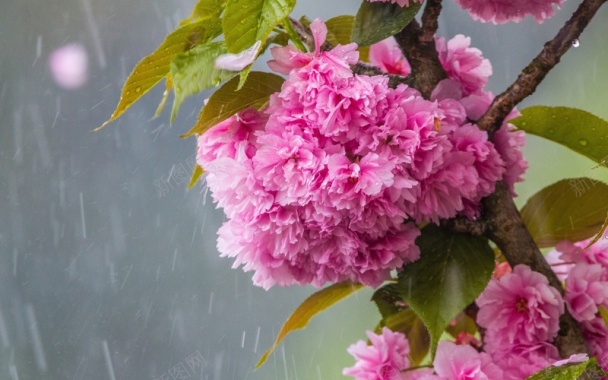 粉红色的樱花开花雨背景