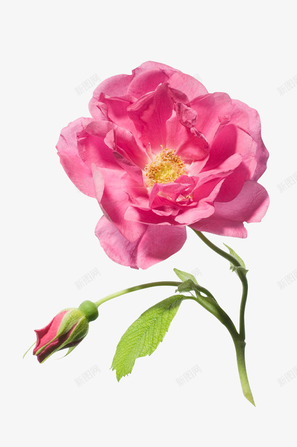 节日氛围情人节玫瑰花png免抠素材_新图网 https://ixintu.com 情人节 粉色 玫瑰花 月季花 节日