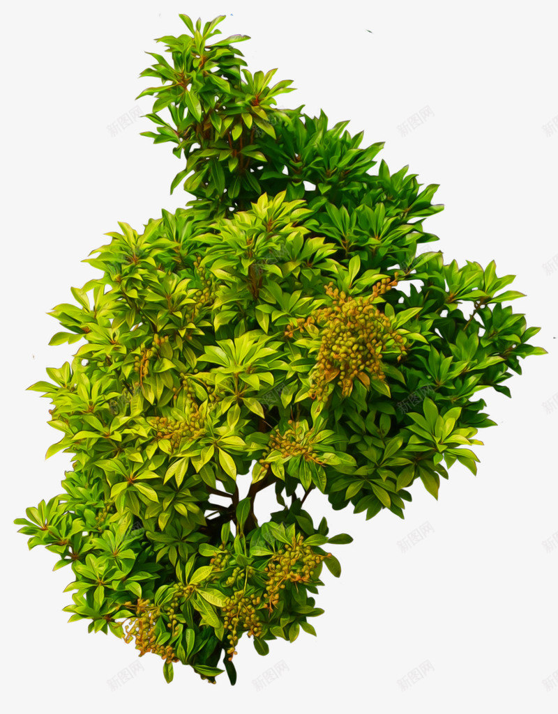shrub01byalzstockd7nc699植png免抠素材_新图网 https://ixintu.com