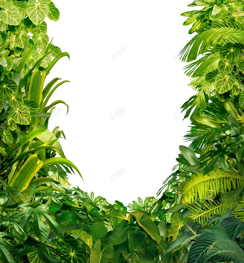 绿色植物边框海报背景jpg设计背景_新图网 https://ixintu.com 绿色植物 边框 海报 背景