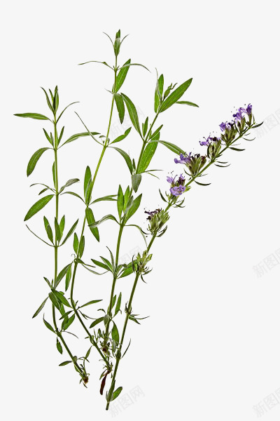 马鞭草4花png免抠素材_新图网 https://ixintu.com 马鞭 草花