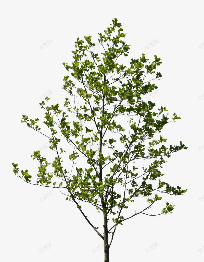 T1034傧侪僲佥Liriodendron动物 植物png免抠素材_新图网 https://ixintu.com 傧侪 僲佥 动物 植物