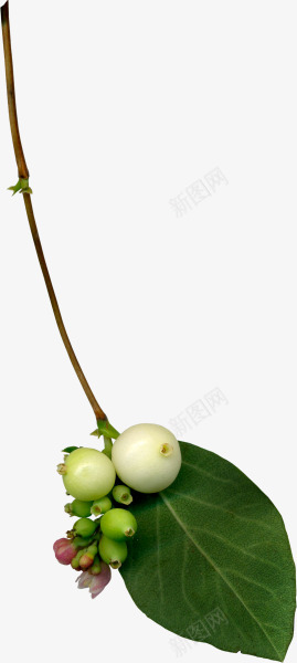 草类 植物 绿叶 藤蔓 叶子 花朵 薰衣草 玫瑰 花PNG图png免抠素材_新图网 https://ixintu.com 草类 植物 绿叶 藤蔓 叶子 花朵 薰衣草 玫瑰花