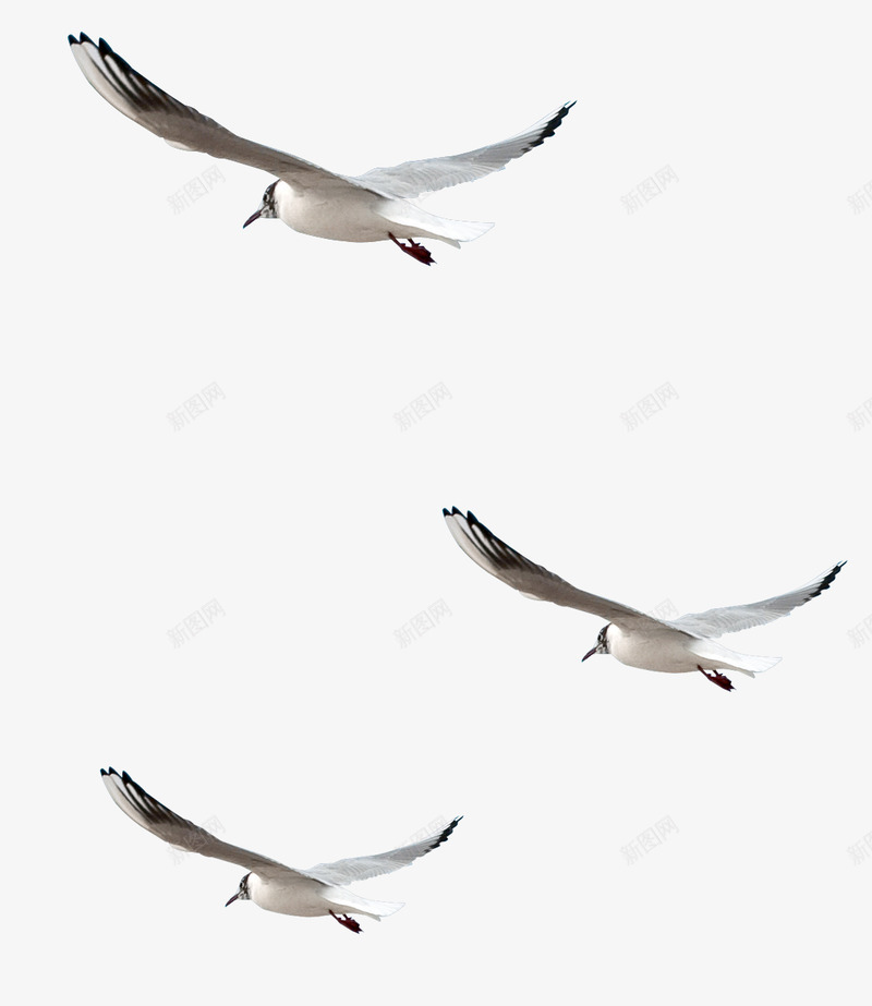 鸟生物png免抠素材_新图网 https://ixintu.com 生物