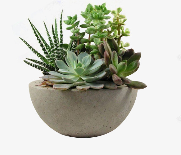 b1ea454ac66d83b3145ccaa01e4b406e4bbd92 ZoNO6f植物png免抠素材_新图网 https://ixintu.com 植物
