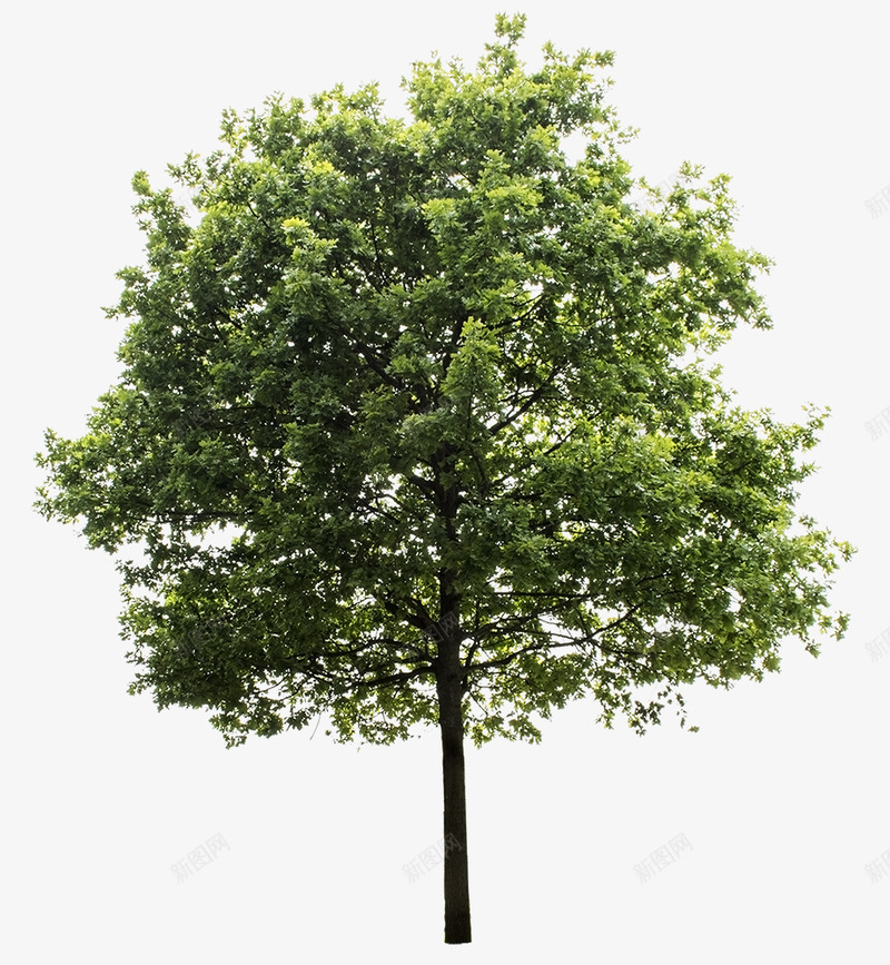 28 DIVERSE TREES PACK 28 DIVERSE TREES PACK 780 MBzip folder including 28 Files HIGH DEFINITION Ipng免抠素材_新图网 https://ixintu.com