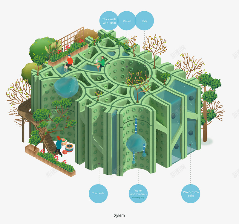光合作用jing zhangpng免抠素材_新图网 https://ixintu.com 光合作用