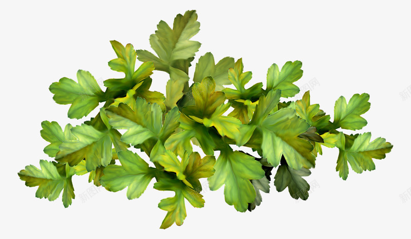 StarLightDesignsDeepInTheForestelements 46 svetlera 植物png免抠素材_新图网 https://ixintu.com 植物