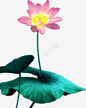 透明篇装饰系列之二 浪漫人生 植物PNGpng免抠素材_新图网 https://ixintu.com 透明 装饰 系列 之二 浪漫 人生 植物