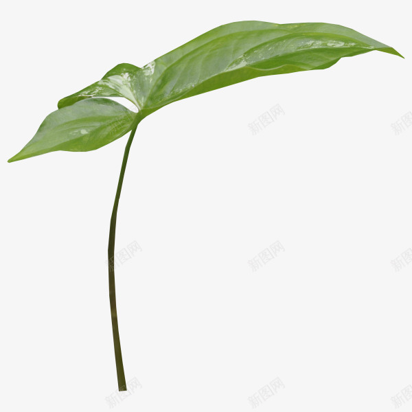 蔓藤 绿叶 彼岸桃花 树 png 免扣 植物png免抠素材_新图网 https://ixintu.com 蔓藤 绿叶 彼岸 桃花 树免 植物