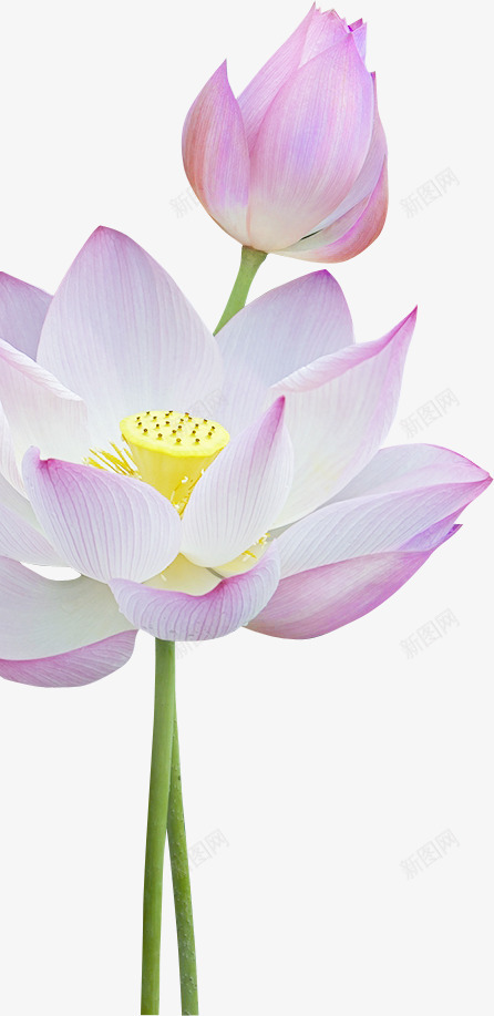 自抠素材荷花荷叶莲蓬莲花PNGpng免抠素材_新图网 https://ixintu.com 自抠 素材 荷花 荷叶 莲蓬 莲花