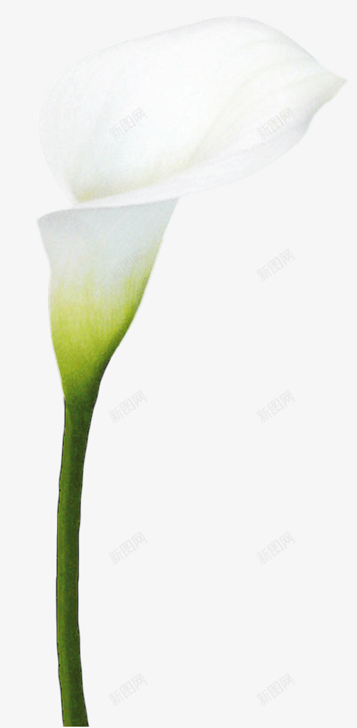 h5页面设计植物素材pngpng免抠素材_新图网 https://ixintu.com 页面 设计 植物 素材