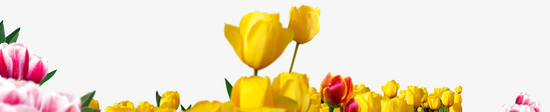objectflower01 2382487png透明素材免扣悬浮jpg小素材png免抠素材_新图网 https://ixintu.com 素材 透明 免扣 悬浮