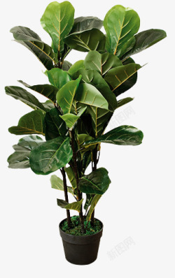 盆栽 植物 绿色叶子 透明  免扣 北欧植物抠图树 png 免扣 植物素材