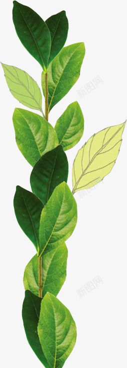 brand6ubgpngpng免抠素材_新图网 https://ixintu.com