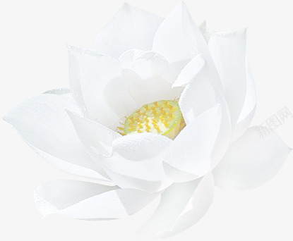 自抠素材荷花荷叶莲蓬莲花PNGpng免抠素材_新图网 https://ixintu.com 自抠 素材 荷花 荷叶 莲蓬 莲花
