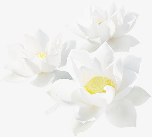 自抠素材荷花荷叶莲蓬莲花PNGpng免抠素材_新图网 https://ixintu.com 自抠 素材 荷花 荷叶 莲蓬 莲花