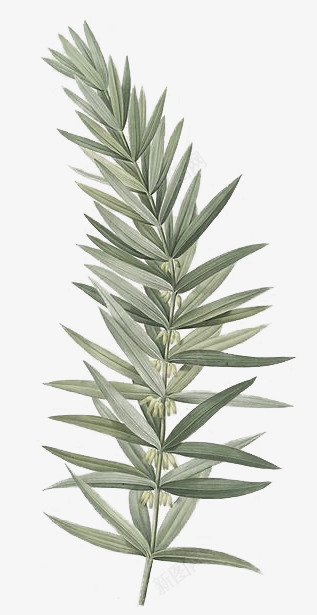 植物绘本1 6素材png免抠素材_新图网 https://ixintu.com 植物 绘本 素材