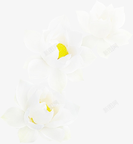 自抠素材荷花荷叶莲蓬莲花PNGpng免抠素材_新图网 https://ixintu.com 自抠 素材 荷花 荷叶 莲蓬 莲花
