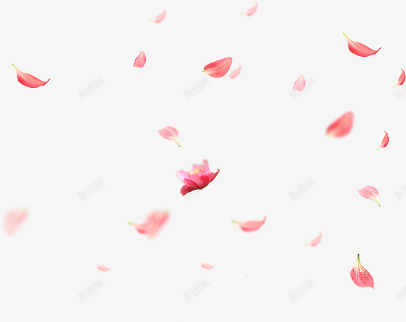 素材花瓣漂浮PNGpng免抠素材_新图网 https://ixintu.com 素材 花瓣 漂浮