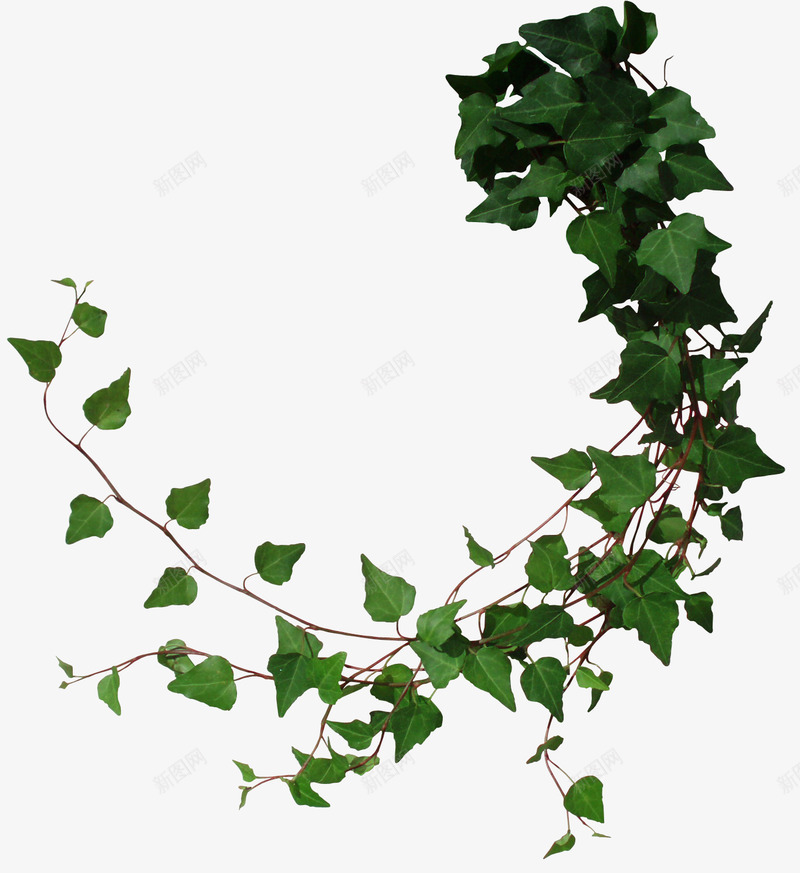 植物藤蔓植物素材集中营png免抠素材_新图网 https://ixintu.com 植物 藤蔓 素材 集中营