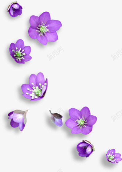 素材花瓣漂浮PNGpng免抠素材_新图网 https://ixintu.com 素材 花瓣 漂浮