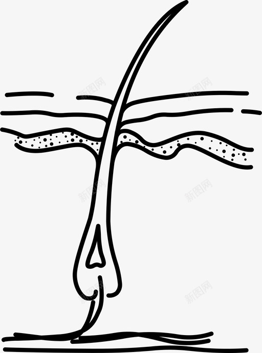 头发组织身体健康svg_新图网 https://ixintu.com 头发 组织 身体 身体健康 健康人 器官 人体