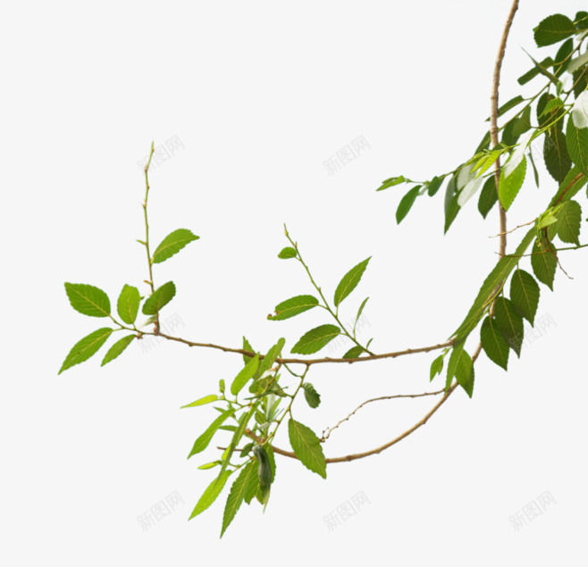 都是植物png免抠素材_新图网 https://ixintu.com 都是 植物