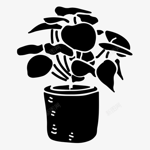 采购产品pileapeperomioidespileapeperomioides花svg_新图网 https://ixintu.com 植物 采购 产品 品花 室内 固体