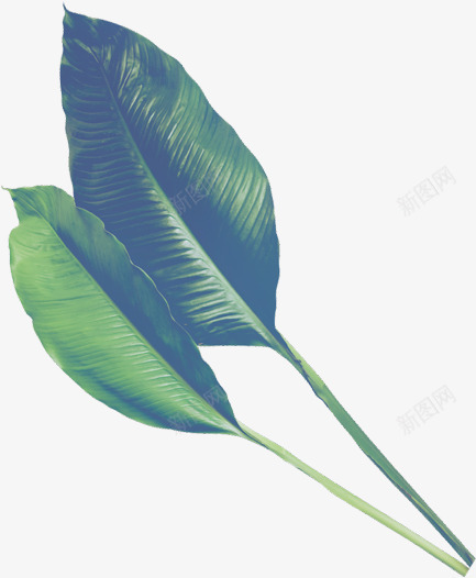 植物叶子树叶嫩叶绿叶装饰扁平植物彩铅的3植物鲜花png免抠素材_新图网 https://ixintu.com 叶子 嫩叶 彩铅 扁平 树叶 植物 绿叶 装饰 鲜花