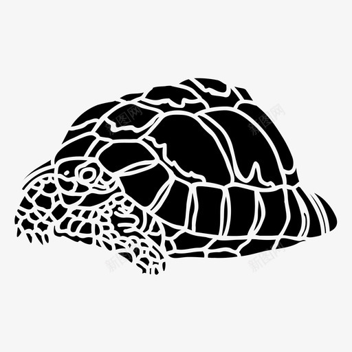 埃及龟动物爬行动物svg_新图网 https://ixintu.com 埃及 爬行动物 动物