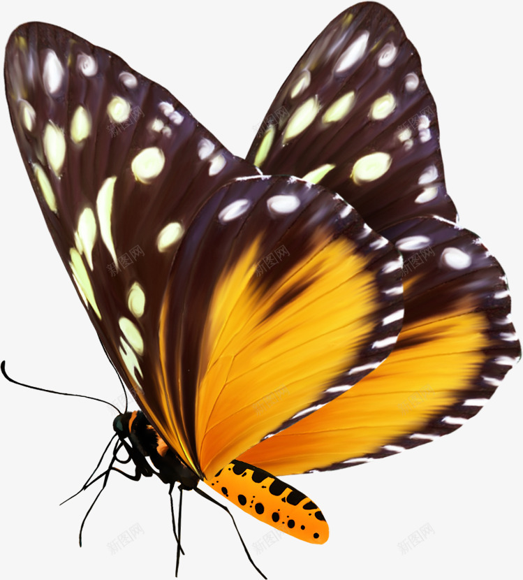 emkaSummerTimeelement67len6573动物png免抠素材_新图网 https://ixintu.com 动物