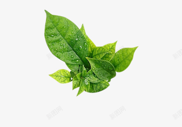 免扣透明水珠清新绿叶植物绿植png免抠素材_新图网 https://ixintu.com 免扣 透明 水珠 清新 绿叶 植物 绿植