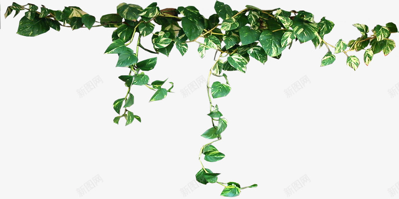 drapeddevilsivybylilipilyspiritd4zij52都是植物png免抠素材_新图网 https://ixintu.com 都是 植物