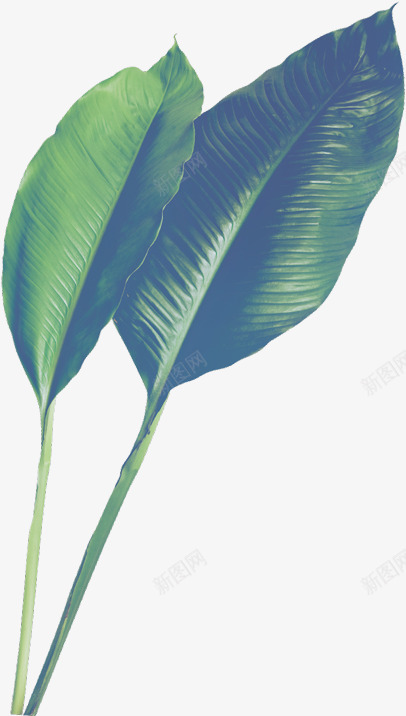 植物叶子树叶嫩叶绿叶装饰扁平植物彩铅的旅程3植物鲜花png免抠素材_新图网 https://ixintu.com 叶子 嫩叶 彩铅 扁平 旅程 树叶 植物 绿叶 装饰 鲜花
