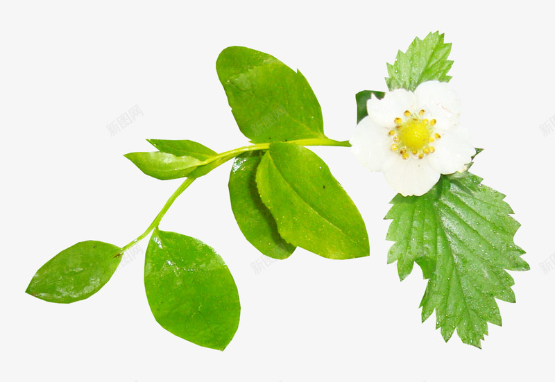 martadChildrensLandpp3len6573花草树木png免抠素材_新图网 https://ixintu.com 花草树木