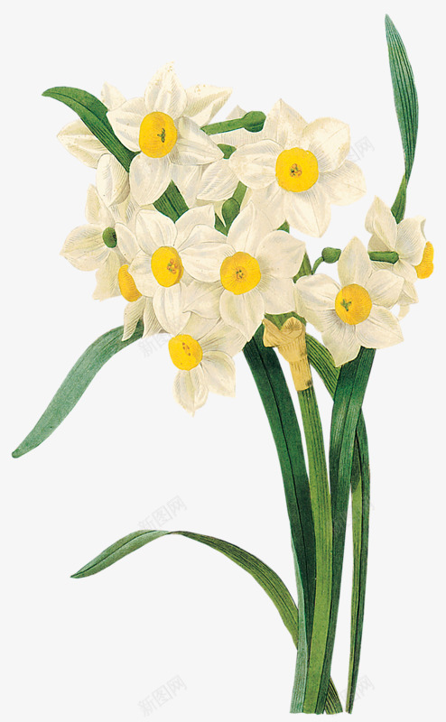 白色水仙花瓣花朵花枝png免抠素材_新图网 https://ixintu.com 白色 水仙 水仙花 花瓣 花朵 花枝