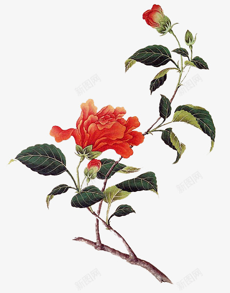 DESIGN古风封面设计吧百度贴吧花鸟png免抠素材_新图网 https://ixintu.com 古风 封面设计 百度贴吧 花鸟