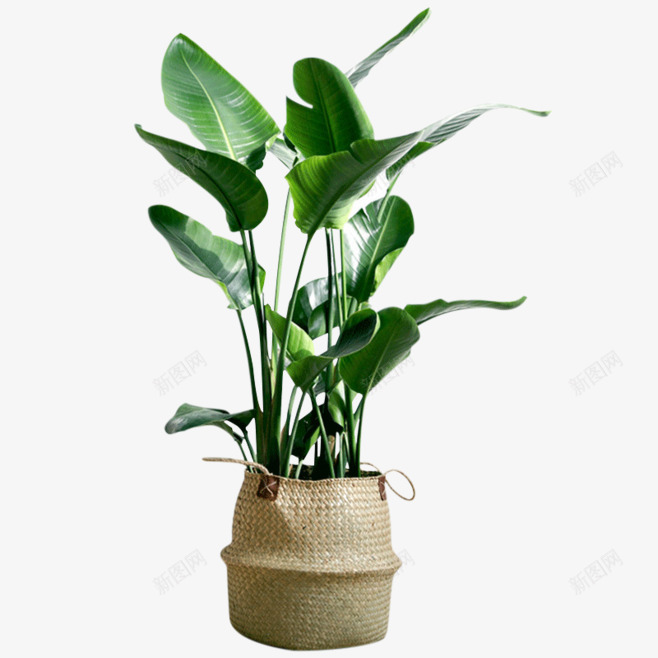 nPM04Cfw658植物png免抠素材_新图网 https://ixintu.com 植物