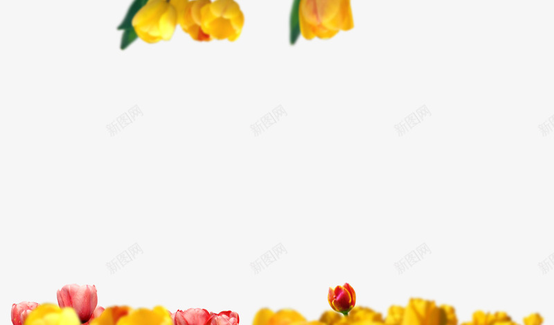 花草动植物0083花草植物png免抠素材_新图网 https://ixintu.com 花草 动植物 植物