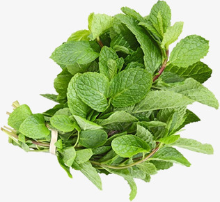 薄荷植物叶子藤蔓草png免抠素材_新图网 https://ixintu.com 薄荷 植物 叶子 藤蔓 蔓草