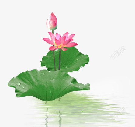 荷莲3花草树木png免抠素材_新图网 https://ixintu.com 荷莲 花草树木