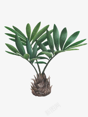 EDAHAEDAHA宫城県仙台市雑货店块根植物多肉植物豊富取扱EDAHAisashopsellingplantsandmiscellaneousgoodslocatedinSendaiCityMiyapng免抠素材_新图网 https://ixintu.com 植物 宫城 仙台市 雑货 块根 多肉 豊富 取扱