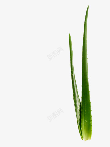 5FhpvQfw658生鲜水果蔬菜png免抠素材_新图网 https://ixintu.com 生鲜 水果 蔬菜