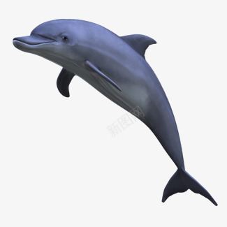 海豚河豚免扣透明11动物昆虫免扣png免抠素材_新图网 https://ixintu.com 免扣 海豚 河豚 透明 动物 昆虫